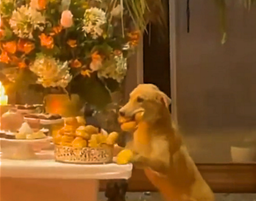 Garantir meu docinho de festa